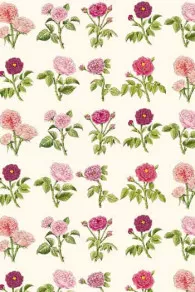 Coupon de tissu Sajou les grandes roses de l'Impératrice Joséphine